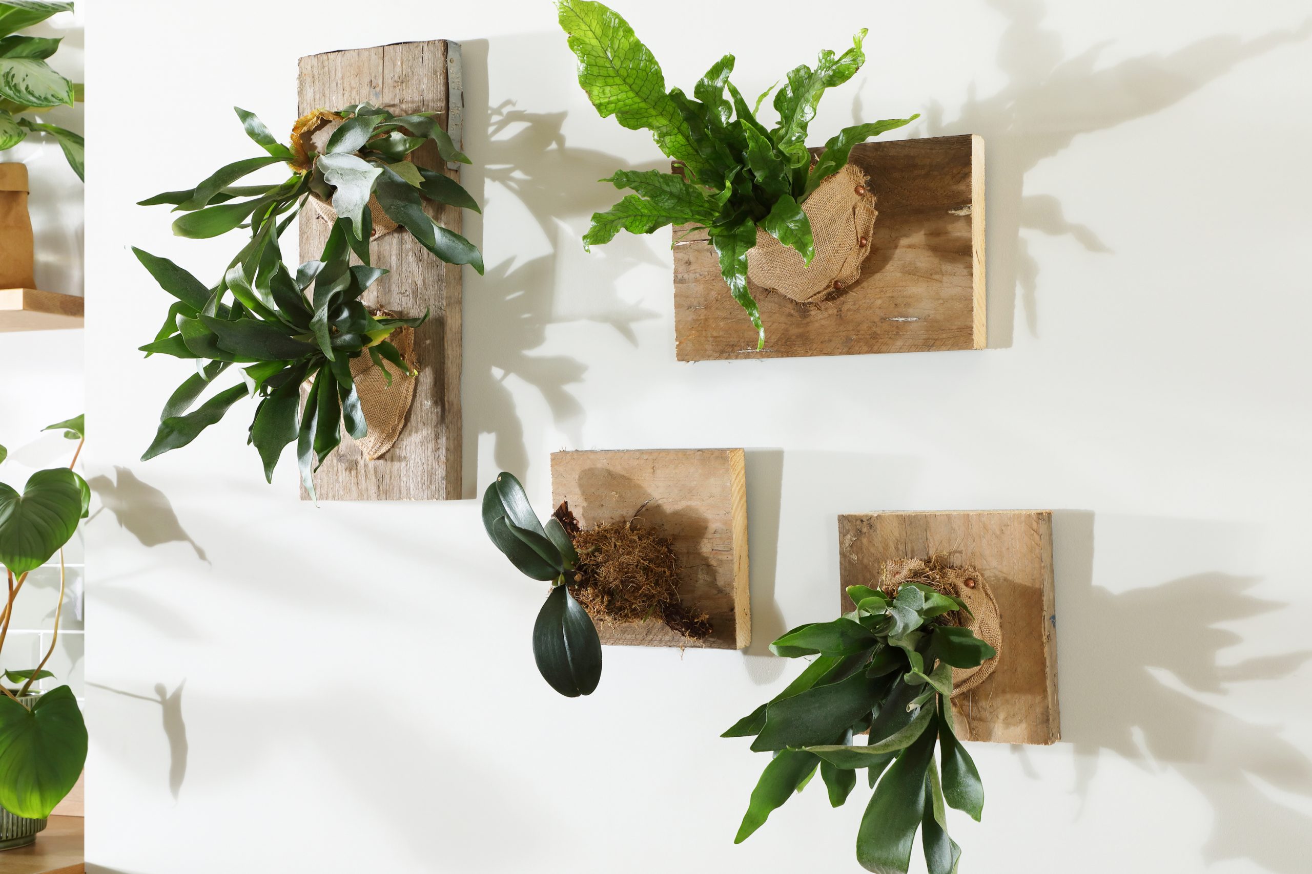 Fc Staghorn Fern Diy
