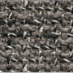 Bouclé Taupe